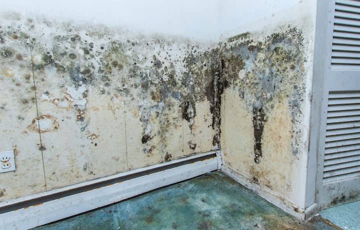 cheyenne mold remediation