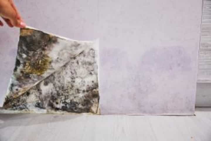 cheyenne mold remediation